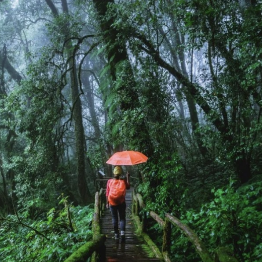 personne marchant sous la pluie sur des ponts suspendus dans la forêt tropicale Costa Rica